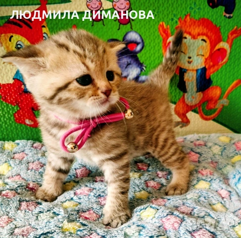 Шотландски златни чинчили. , снимка 10 - Британска късокосместа - 53387343