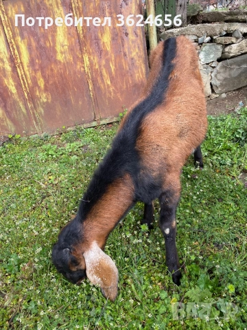 англо нубиийски пръч, снимка 3 - Кози - 54009483