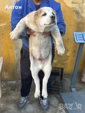 Алабай (Средно Азиатска овчарка), снимка 6 - Алабай - 52940508