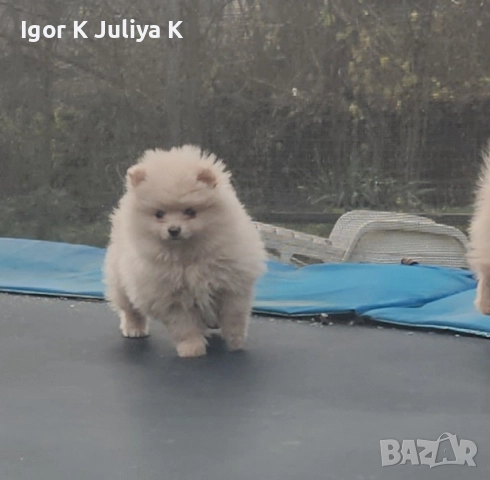 Уникални миниатюрни пухкави померани мини шпицове, снимка 13 - Померан - 49178159