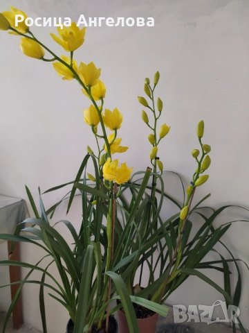 Орхидея цимбидиум. Жълт , снимка 3 - Стайни растения - 52614698