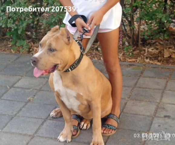 Американско були xl, снимка 1