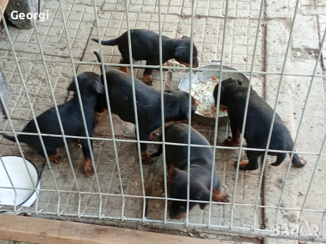 Продавам  кучета ягтериер , снимка 2 - Ягдтериер - 53980313