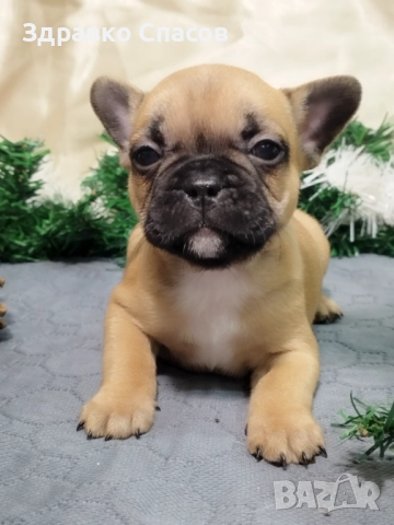 Френски булдог - бебета, снимка 12 - Френски булдог - 52821585