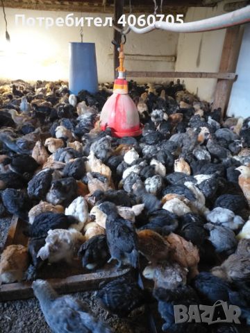 Продавам пилета  кръстоска на един месец (на 30 дни) 4лв., снимка 1 - Кокошки и пуйки - 45317437