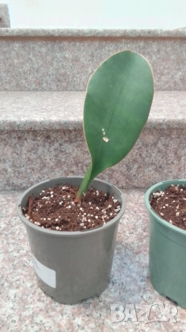 Sansevieria Masoniana - Whale fin ( Сансевиера Китова перка ), снимка 2 - Стайни растения - 51888121