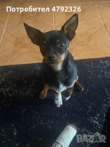 Продавам мъжки пинчер, снимка 3 - Пинчер - 54150172