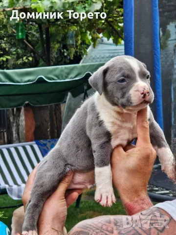 American bully xl, снимка 12 - Други - 46970498