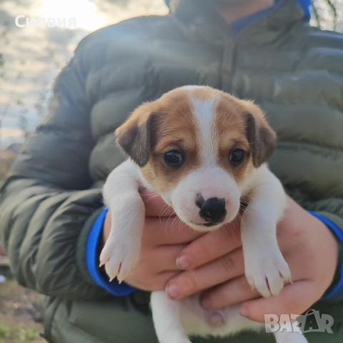 Джак Ръсел -женско кученце, снимка 8 - Джак ръсел териер - 52817100