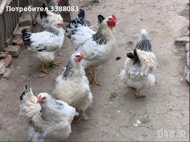 яйца от Пекински патици, Катуснки кокошки и Брами, снимка 1 - други­ - 45853209