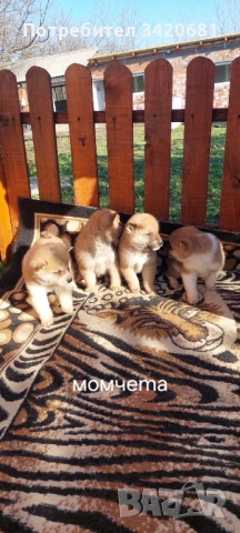 Шиба Ину , снимка 4 - Шиба ину - 53398801