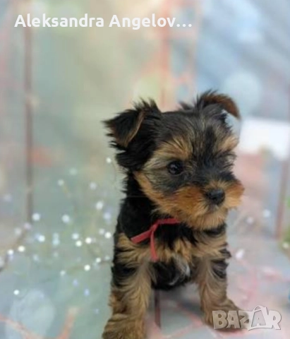 СПЕШНО Мини Йорки  Роки, снимка 2 - Йоркширски териер - 52453499