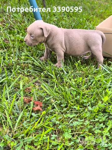 Американско були покет момиче , снимка 1