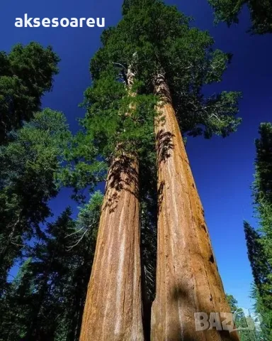 Нови качествени 15 семена от гигантска секвоя мамутово дърво sequoiadendron giganteum за декорация, снимка 4 - Сортови семена и луковици - 50223094
