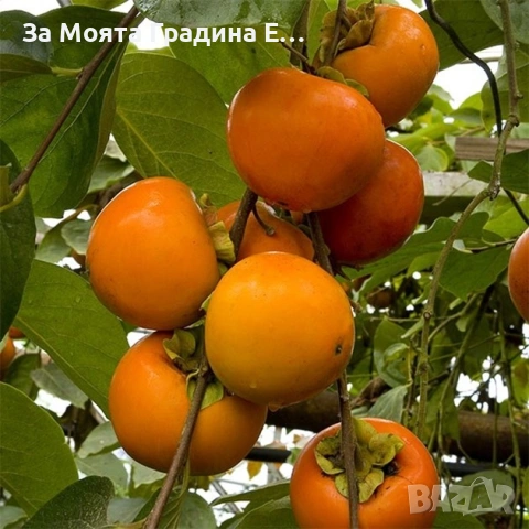 Плодни дръвчета - Микс обява , снимка 2 - Градински цветя и растения - 53618283