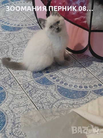 Котета Британска късокосместа , снимка 6 - Други - 51804431