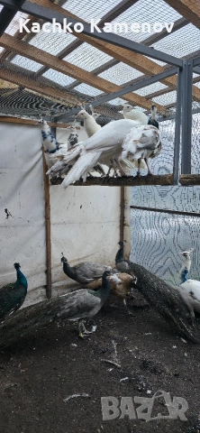 пауни, снимка 10 - други­ - 53406703