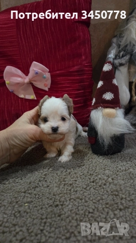 мини йоркшири бяли, снимка 9 - Йоркширски териер - 52826082