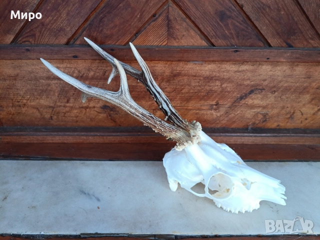Трофей от сръндак.Рога.