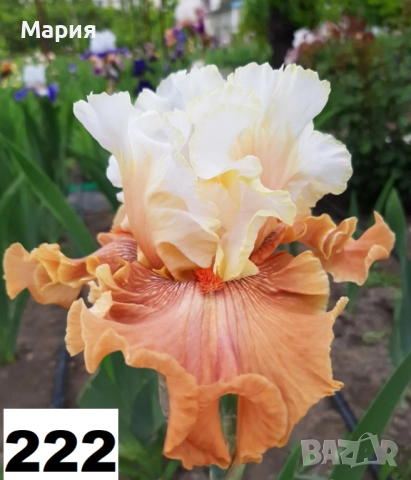 Сортови вискоки ириси /брадати ириси, снимка 9 - Градински цветя и растения - 51459213