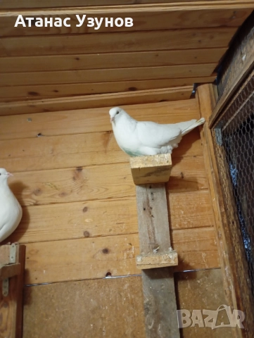Пазарджишки бяли, снимка 8 - Гълъби - 52907065