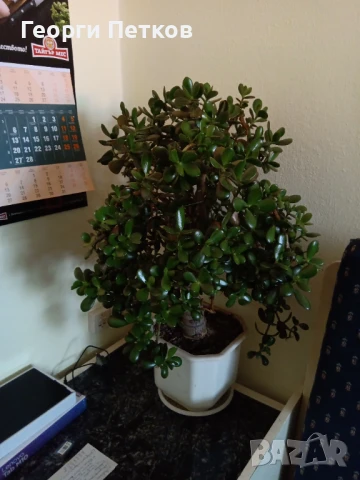 Дървото на живота,около 10см., снимка 3 - Стайни растения - 50764995