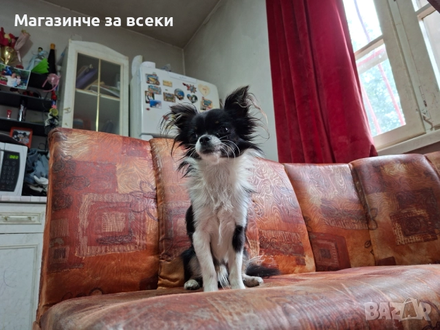 Мъжки чихуахуа търси женска, снимка 3 - Чихуахуа - 52471162