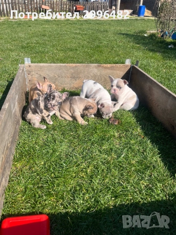 Френски булдог, снимка 2 - Френски булдог - 53657335