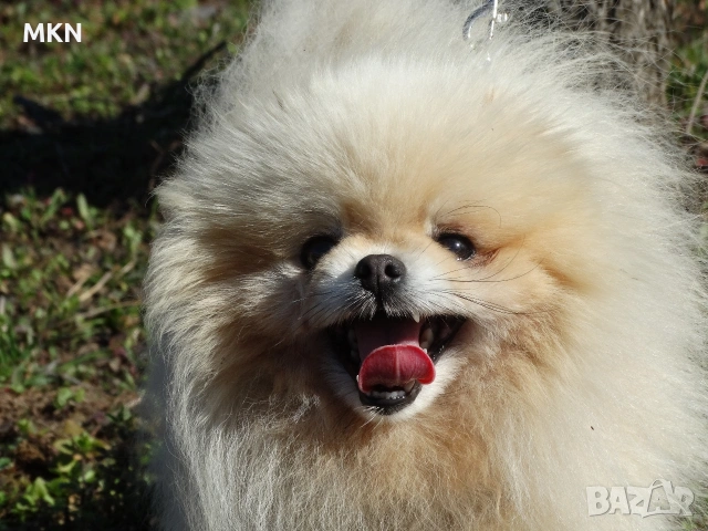Красив мъжки померан мини