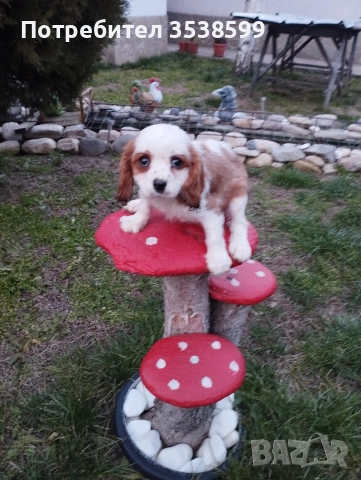 Кавалер Кинг Чарлз Шпаньол , снимка 2 - Кавалер кинг чарлз шпаньол - 53844604