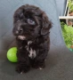 Shih poo/Mini poodle , снимка 2