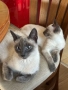 Сиамски котета, снимка 5