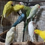 продавам папагали малак александар , снимка 5