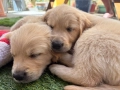 Голдън ретривър момче родословен баща, снимка 4