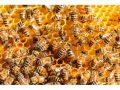 Пчелни отводки Дадан Блад, Многокорпосни, фарар