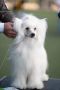 Китайско голо качулато куче, снимка 10