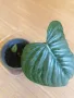 Philodendron Sodiroi , снимка 1