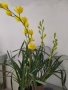 Орхидея цимбидиум. Жълт , снимка 3