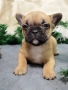 Френски булдог - бебета, снимка 12