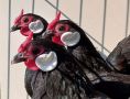 12 броя пилета черен Розкомб на 5 дни., снимка 1 - Кокошки и пуйки - 45796020