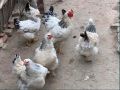 яйца от Пекински патици, Катуснки кокошки и Брами, снимка 1 - други­ - 45853209