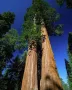Нови качествени 15 семена от гигантска секвоя мамутово дърво sequoiadendron giganteum за декорация, снимка 4