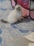 Котета Британска късокосместа , снимка 6