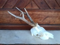 Трофей от сръндак.Рога., снимка 1