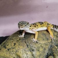 Продавам леопардов гекон спешно , снимка 3 - Гекон - 45477903