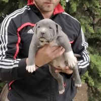 American Bully XL/Американско Були ХЛ , снимка 12 - Питбул - 45359291