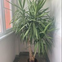 Продавам палма Юка, снимка 1 - Стайни растения - 46058525