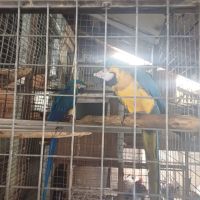 Двойки големи папагали, снимка 3 - Папагали - 45526868