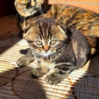 шотландски клепоухи котенца , снимка 4 - Други - 45570080