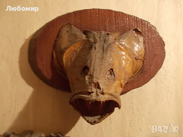 Стар риболовен трофей, снимка 1